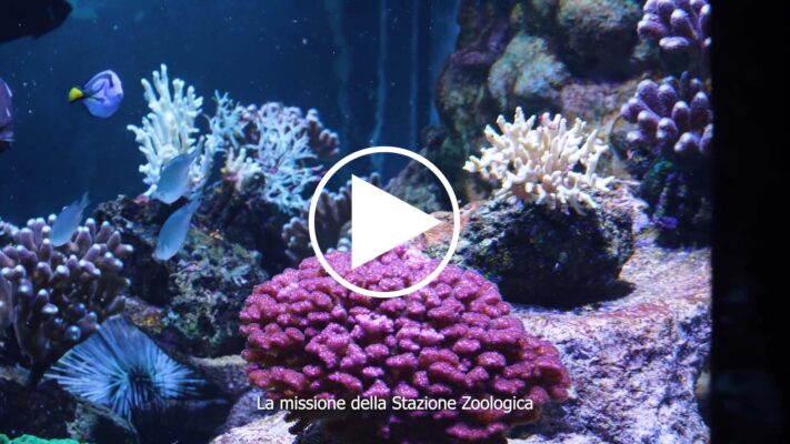 stazione zoologica