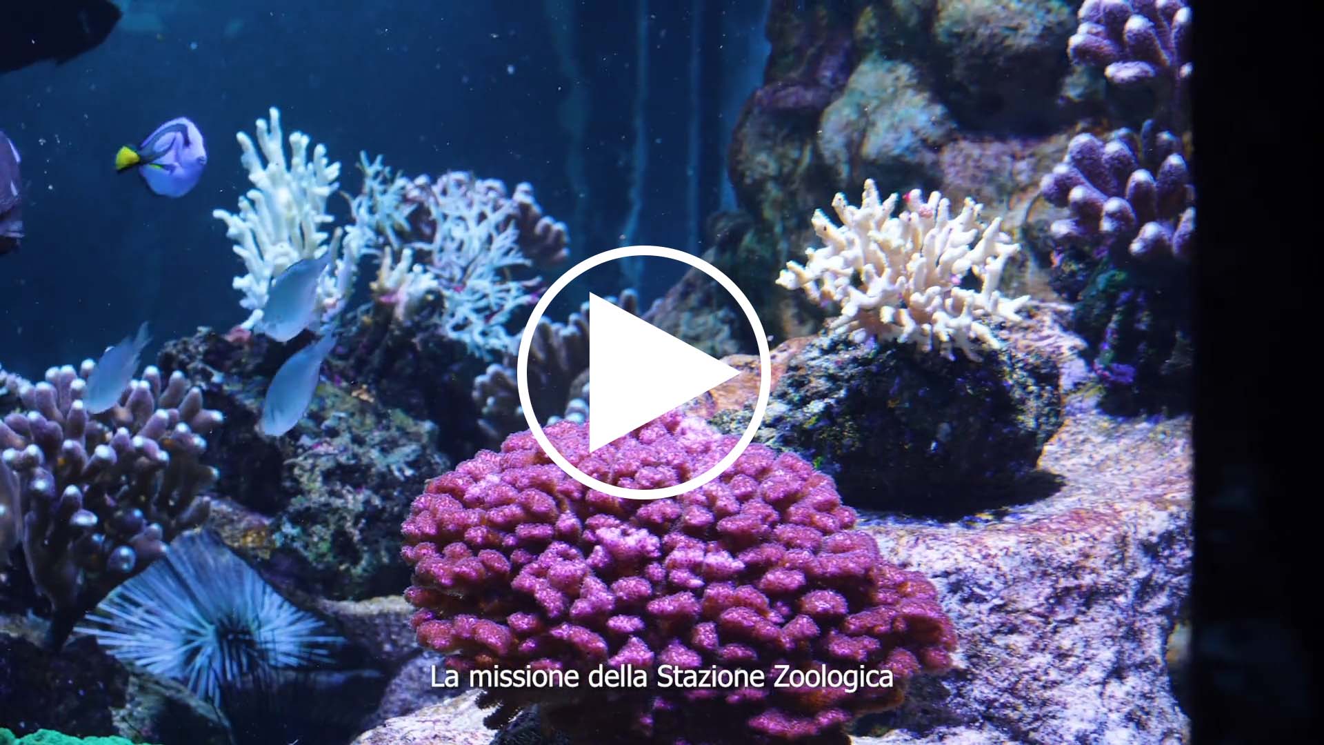 stazione zoologica